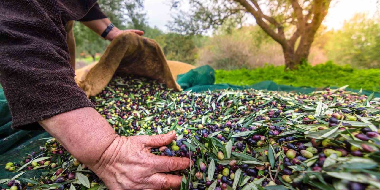 Sofralık zeytin ihracatı 200 milyon dolara koşuyor