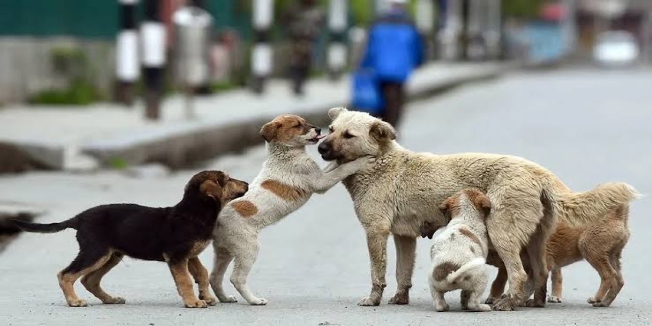 Bitlis'te köpeklerin zehirlenerek öldürüldüğü yönündeki asılsız paylaşımlara tepki