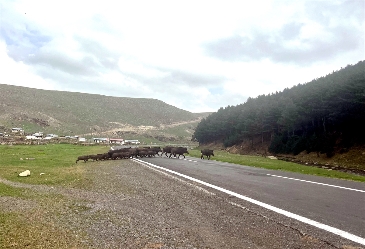 Kars'ta bozayı ve domuz sürüsü görüntülendi