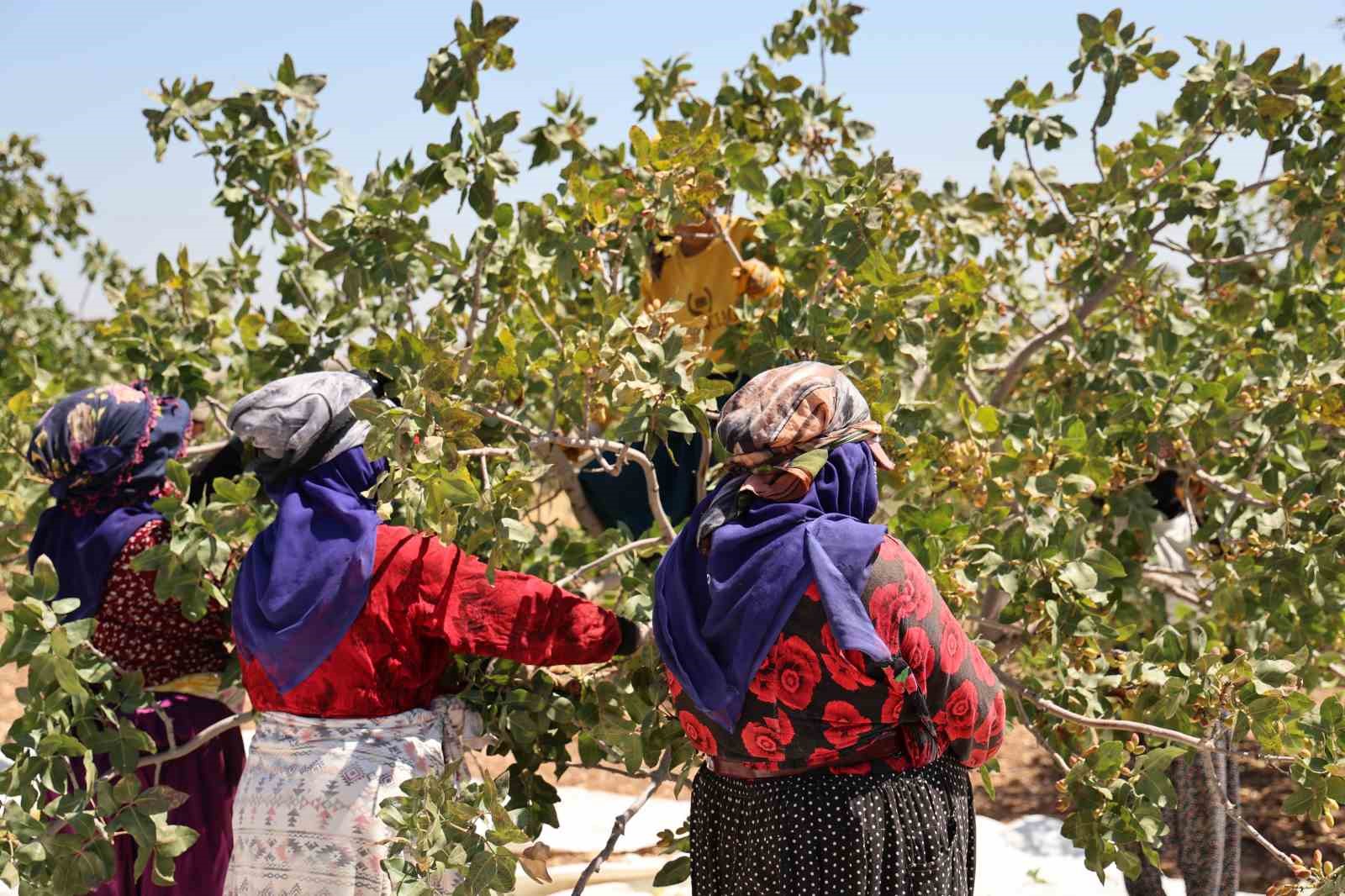 Diyarbakır fıstığında sevindiren hasat