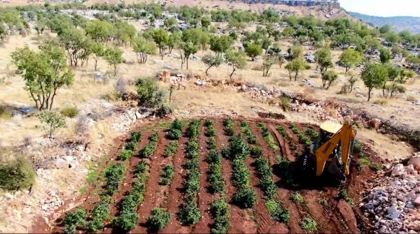 Diyarbakır’da milyonlarca kök kenevir ve skunk bitkisi ele geçirildi