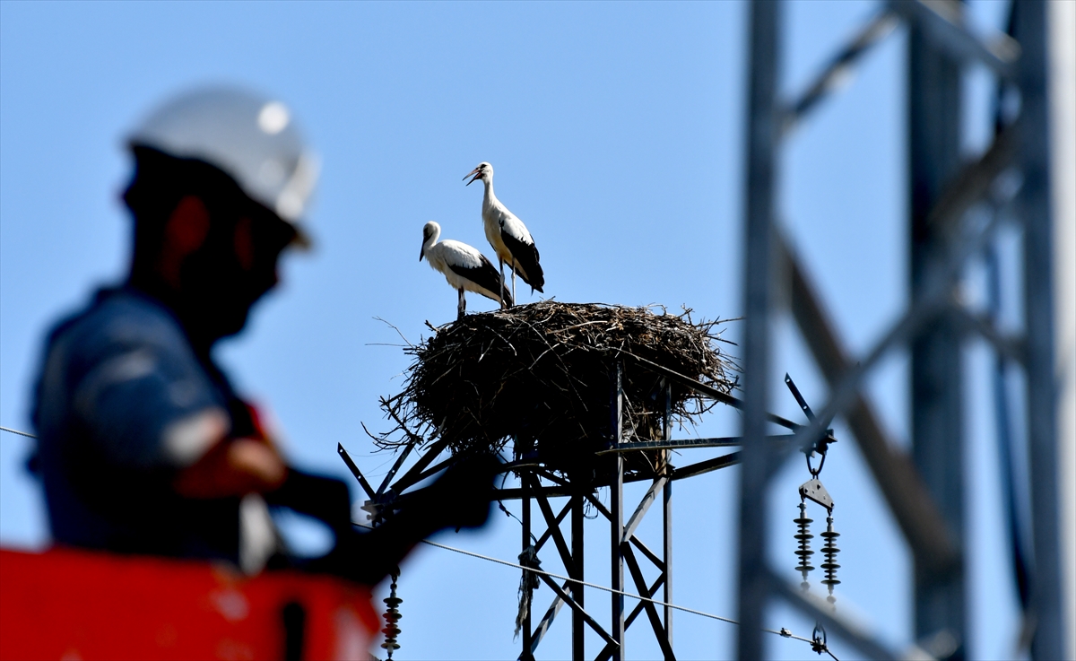 Kars'ta göçmen kuşlar özel enerji hattı ile güvende