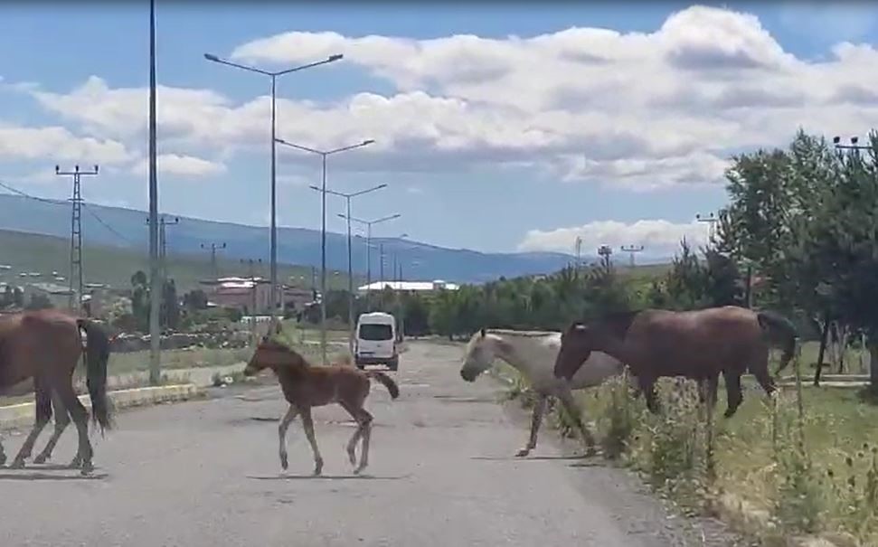 Ardahan- Kars yoluna inen başıboş atlar tehlike saçıyor