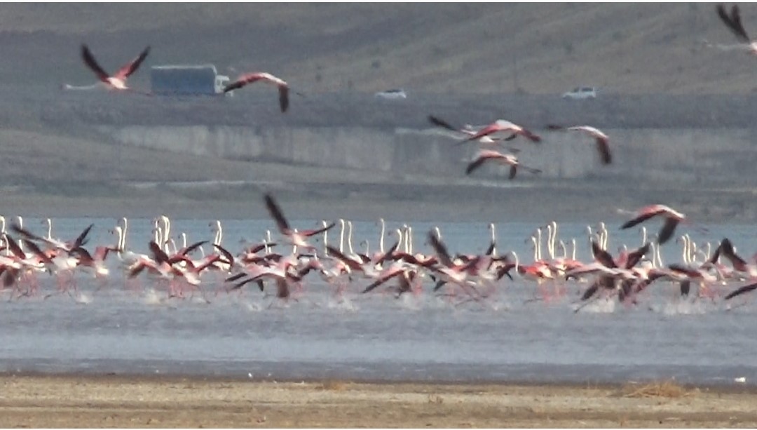 Van’da flamingolar Erçek Gölü’nü renklendirdi