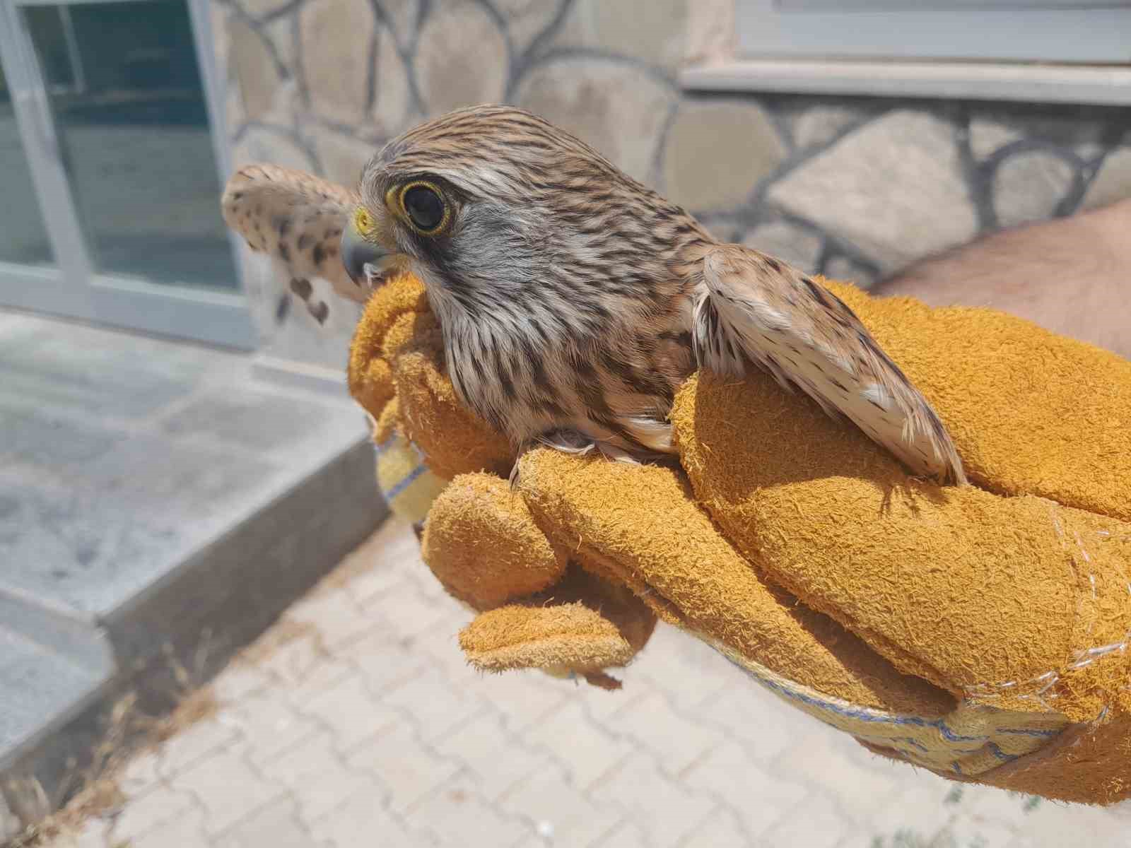 Van’da tedavisi tamamlanan kuşlar özgürlüğüne kavuştu