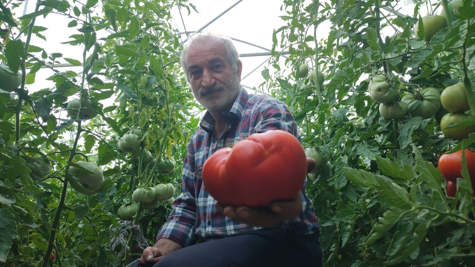 Erzurum’un dev domatesleri dikkat çekiyor