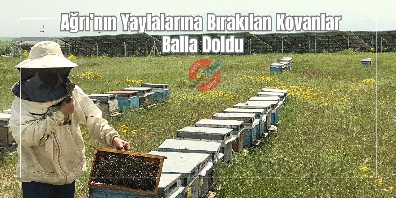 Ağrı’nın Yaylalarına Bırakılan Kovanlar Balla Doldu