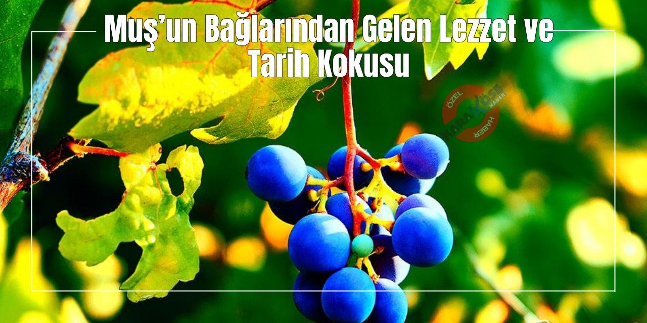 Muş’un Bağlarından Gelen Lezzet ve Tarih Kokusu