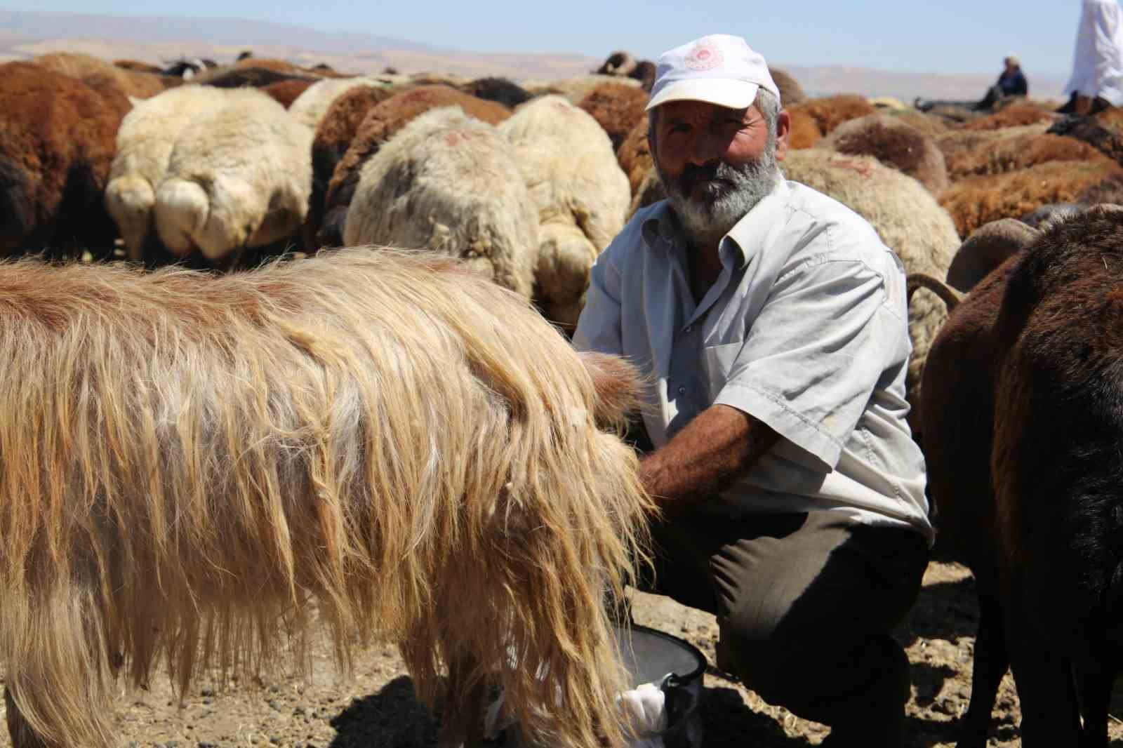 Muş Ovası’nda erkekler sağım yapıyor