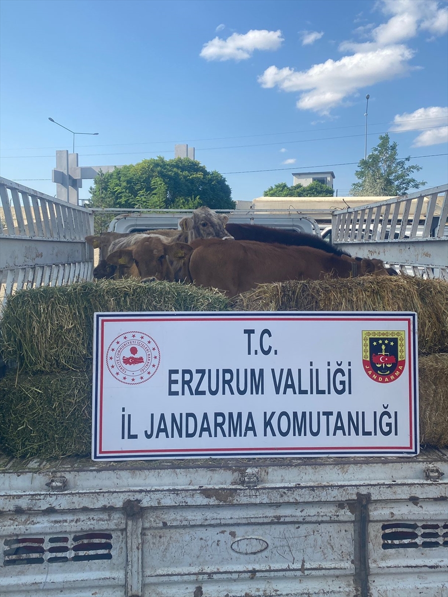 Erzurum'da hayvan hırsızı tutuklandı