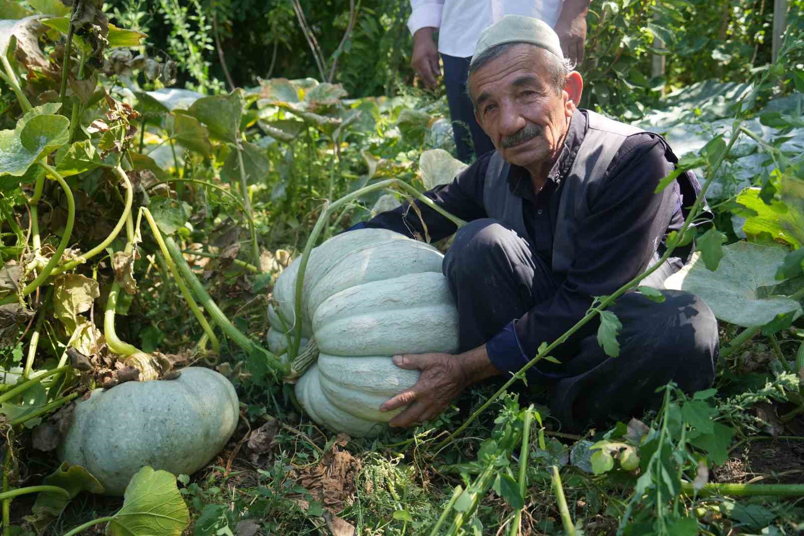 Muşlu çiftçilerin yetiştirdiği bal kabağı şaşırtıyor