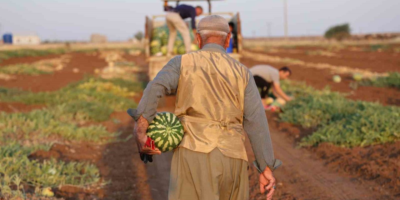 Diyarbakır karpuzunda hasat devam ediyor, üretici beklediği verimi alamadı