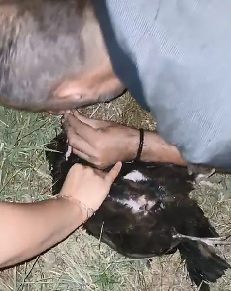 Bitlis'te bir garip olay: Tavuğunu hayata döndürmek için suni teneffüs yaptı