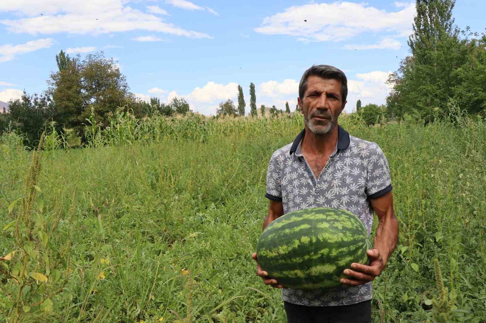 Erzurum’da yerli üretim karpuz tercih ediliyor