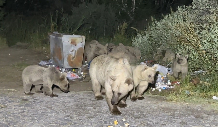 Bitlis'te pikniğe giden vatandaşları ayılar karşılıyor