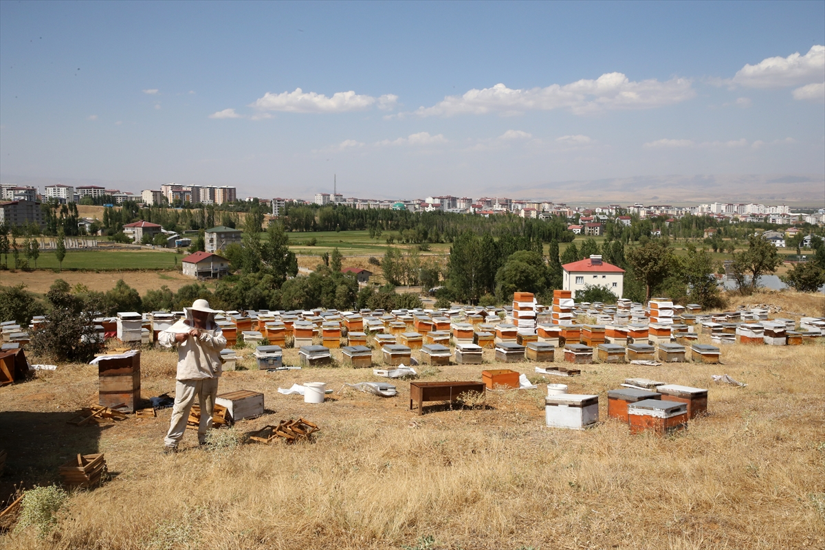 Muş'ta bu yıl balda yüksek rekolte bekleniyor