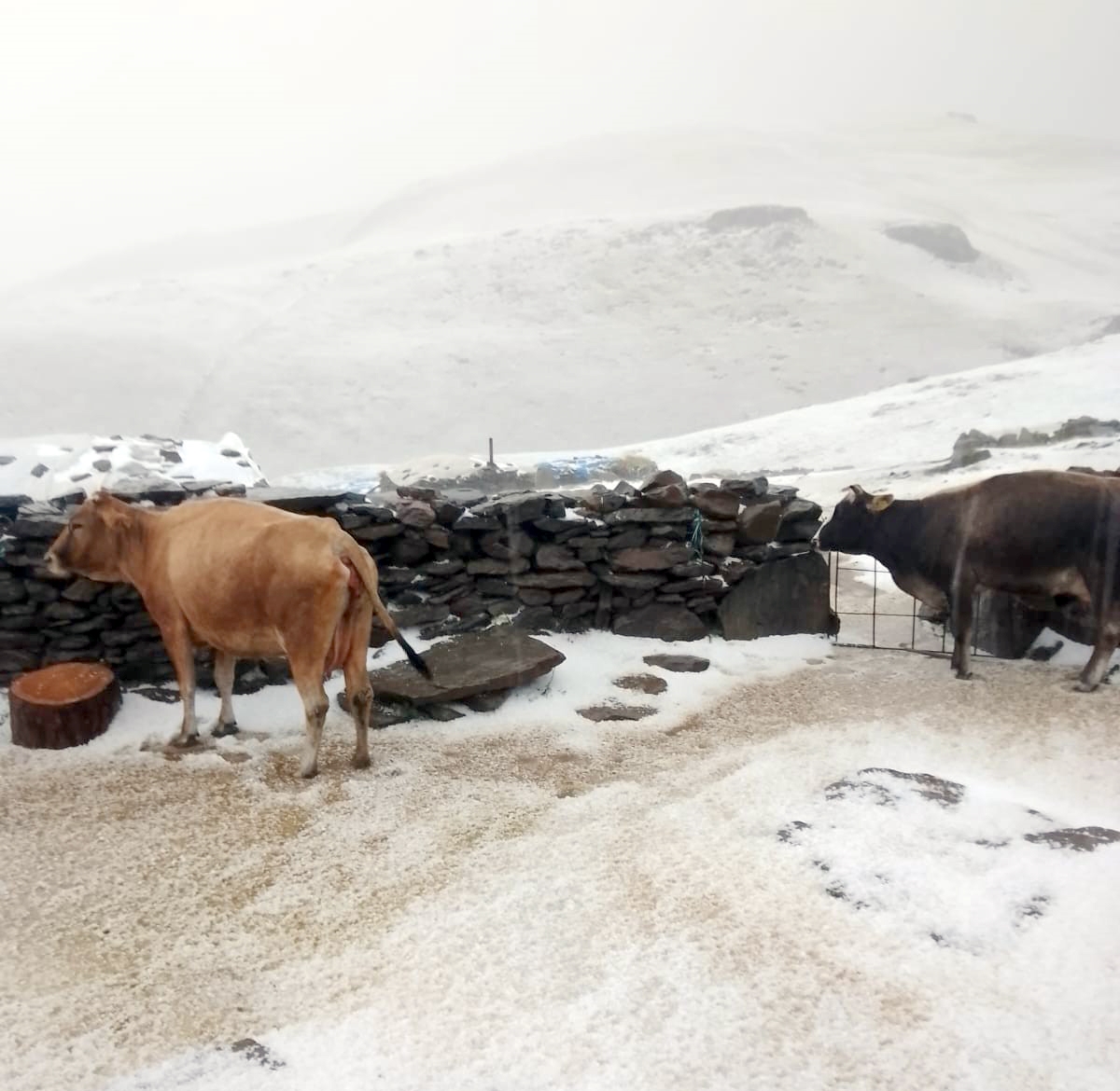 Kars’ın yaylaları beyaza büründü