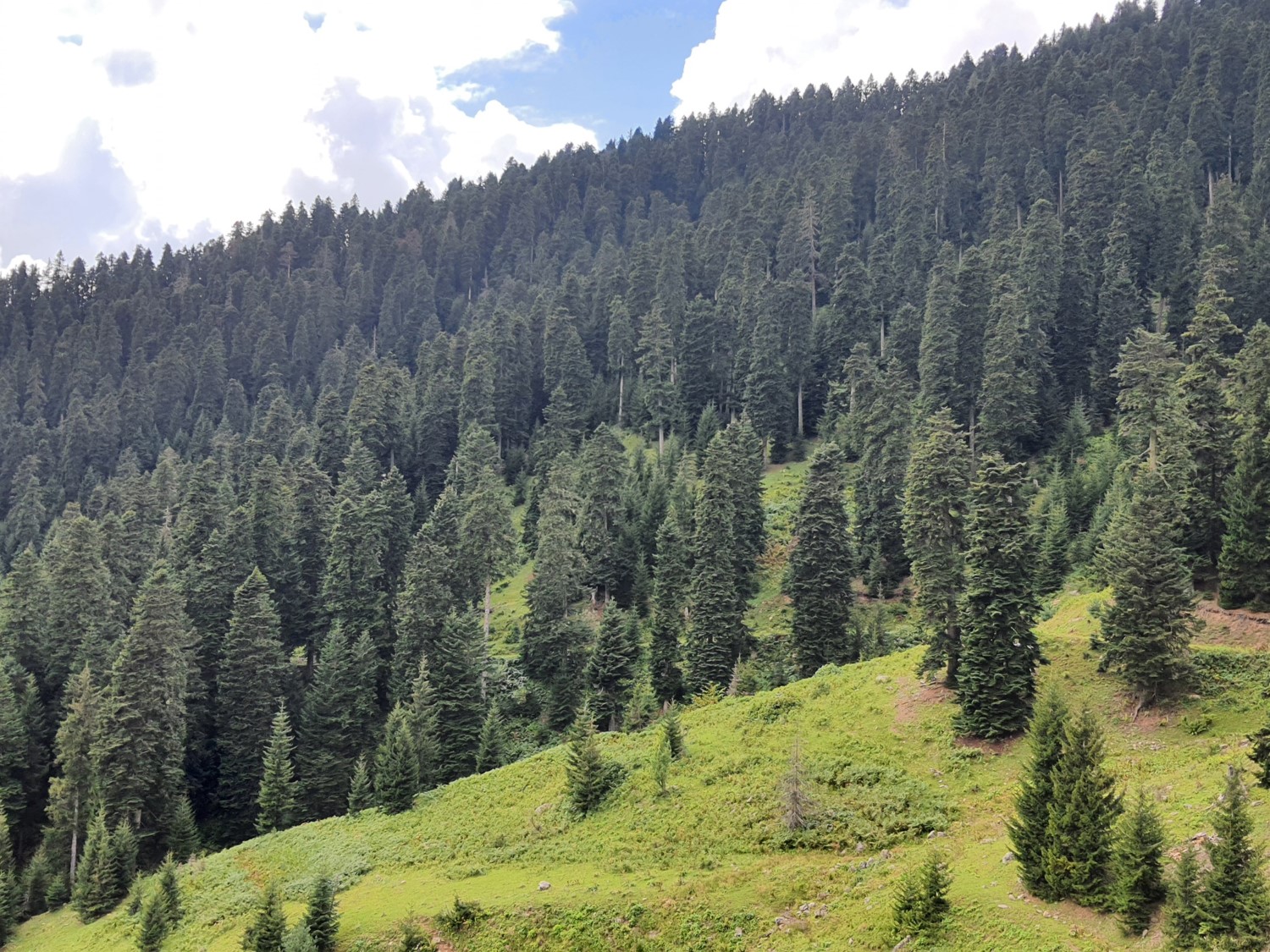 Erzurum'da ormanda kaybolan kişi bulundu