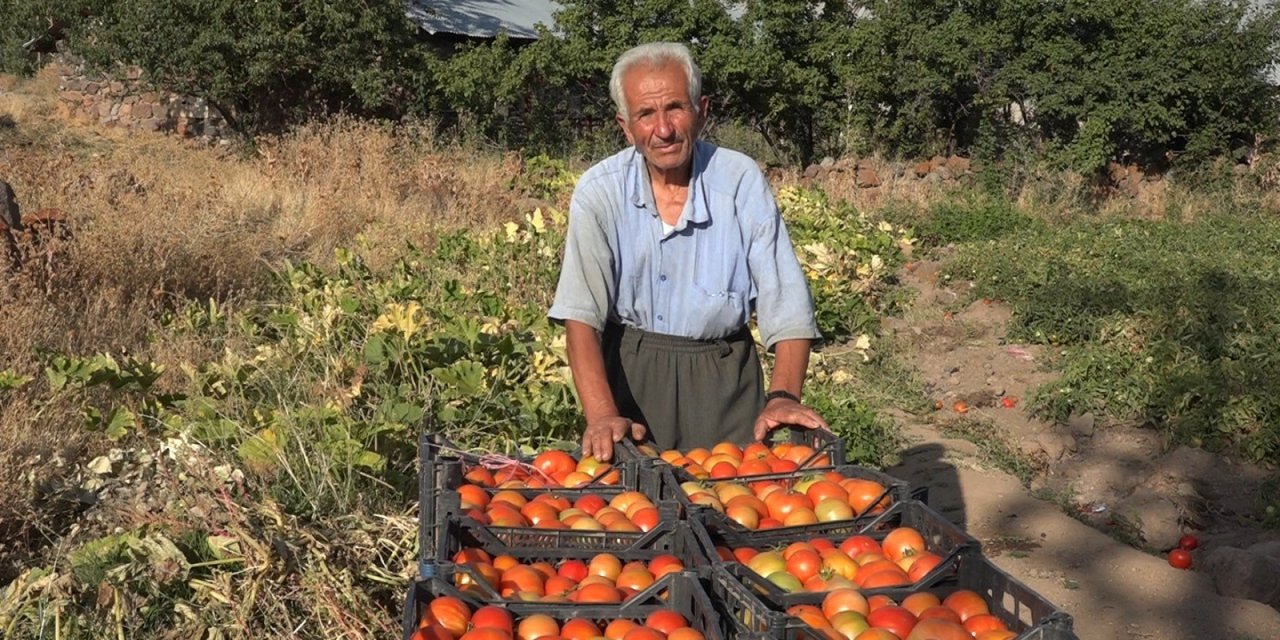 Van'da organik domates üretimi