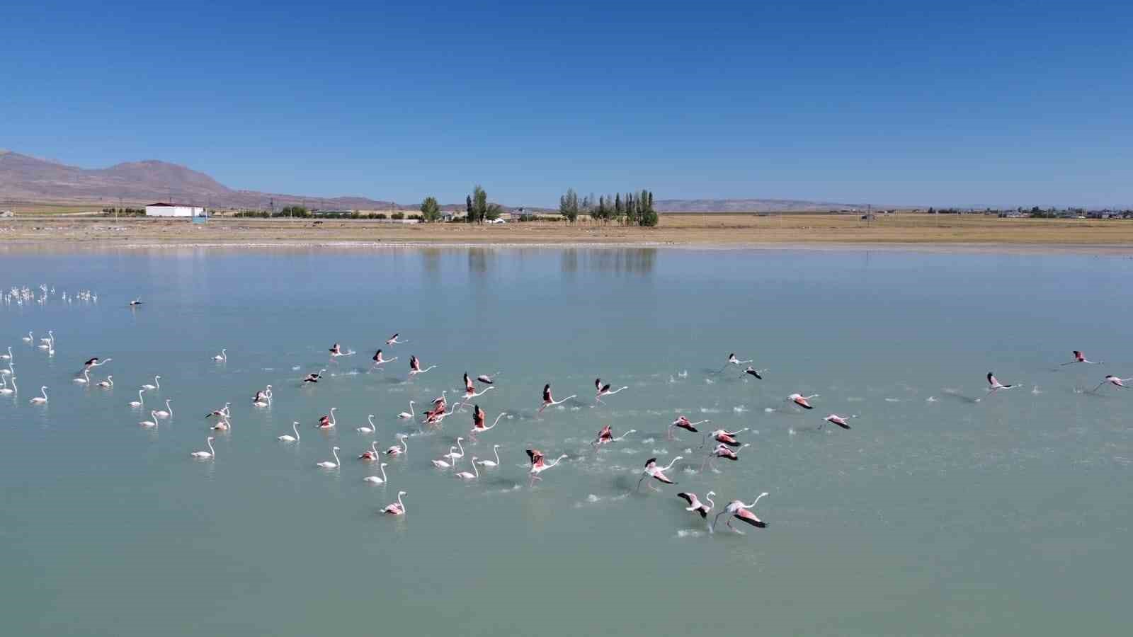 Bitlis'te Arin Gölü’nde konaklayan flamingolara büyük ilgi