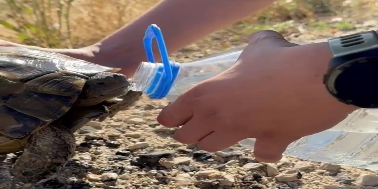 Erzurum’da bitkin düşen kaplumbağa