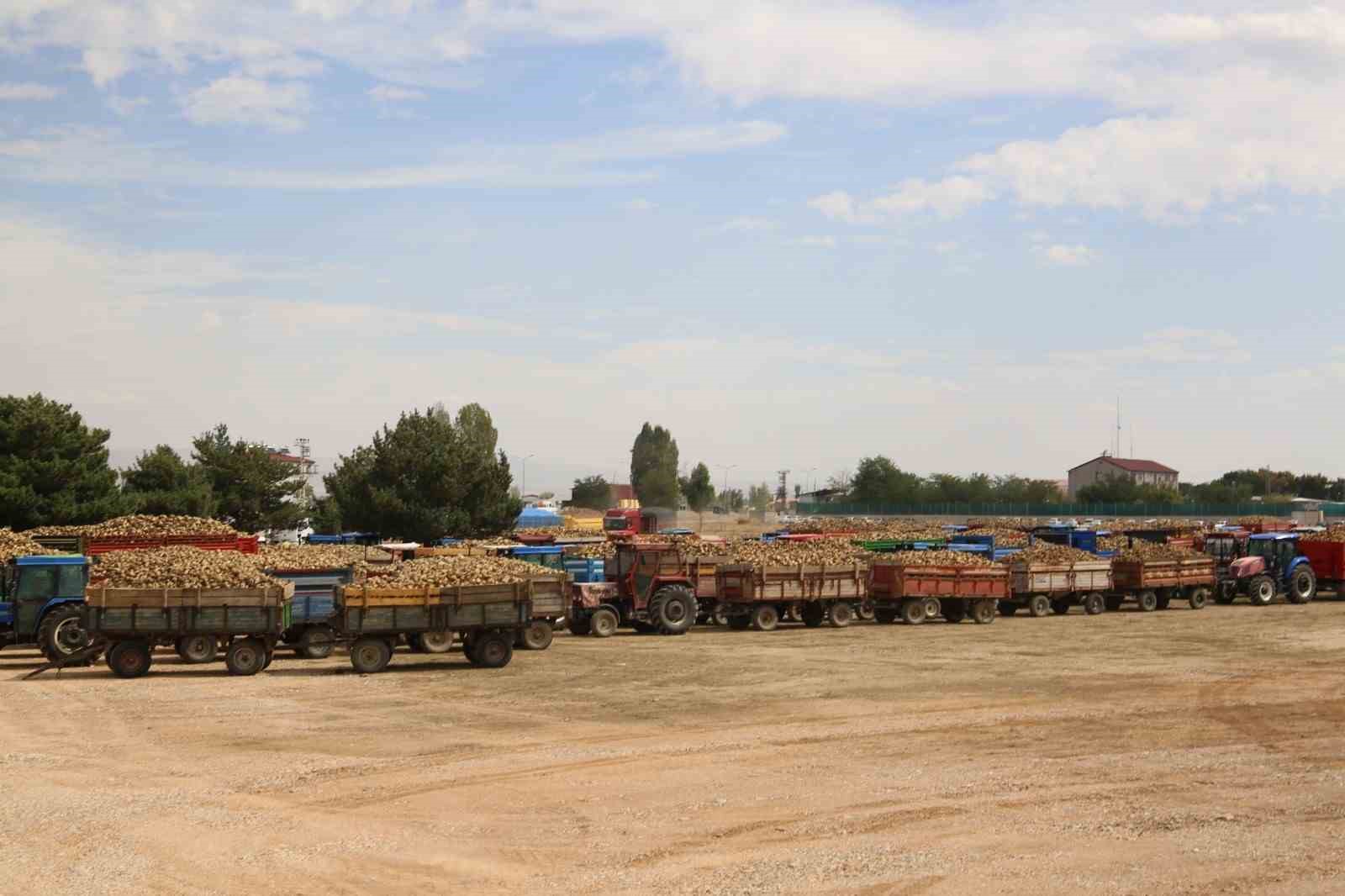 Muş'ta 85 bin dönümde ekilen şeker pancarının alımı başladı