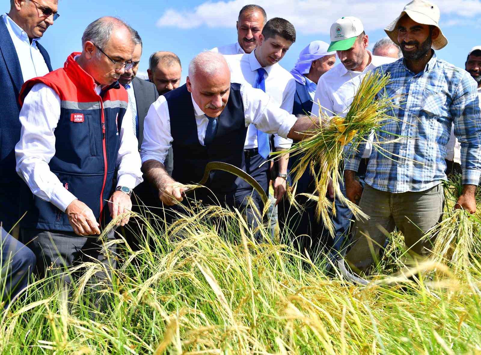 Diyarbakır Valisi Zorluoğlu, çitçilerle birlikte pirinç hasadı yaptı