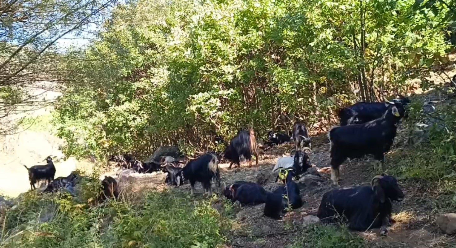 Muş'ta Kamış köyünü kurtlar sardı