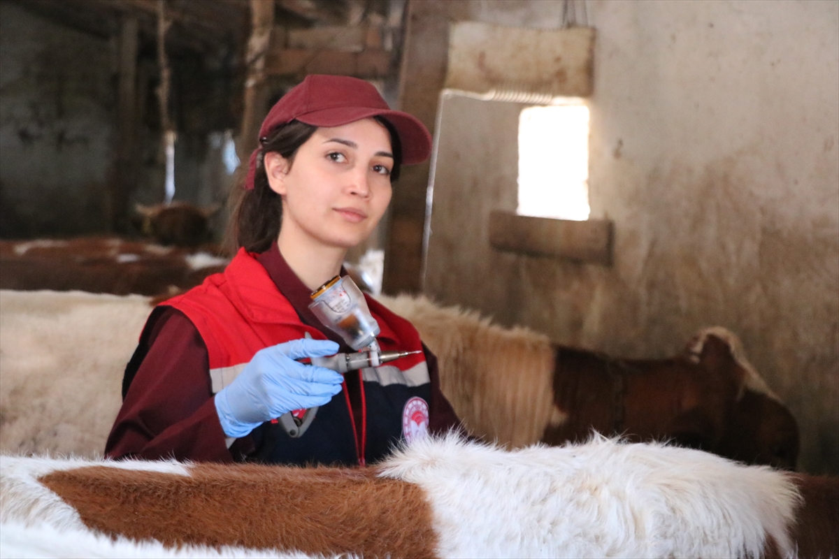 Erzurum'da kadın veterinerler kırsalda hayvanları koruyor