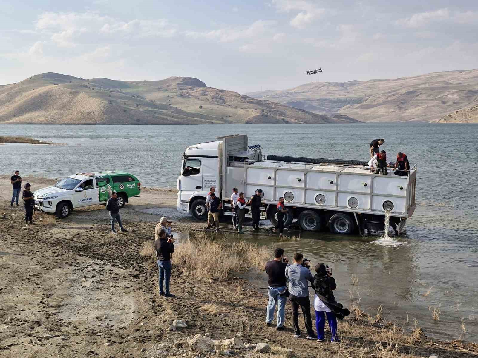 Muş’ta 4 milyon yavru sazan sulara bırakıldı