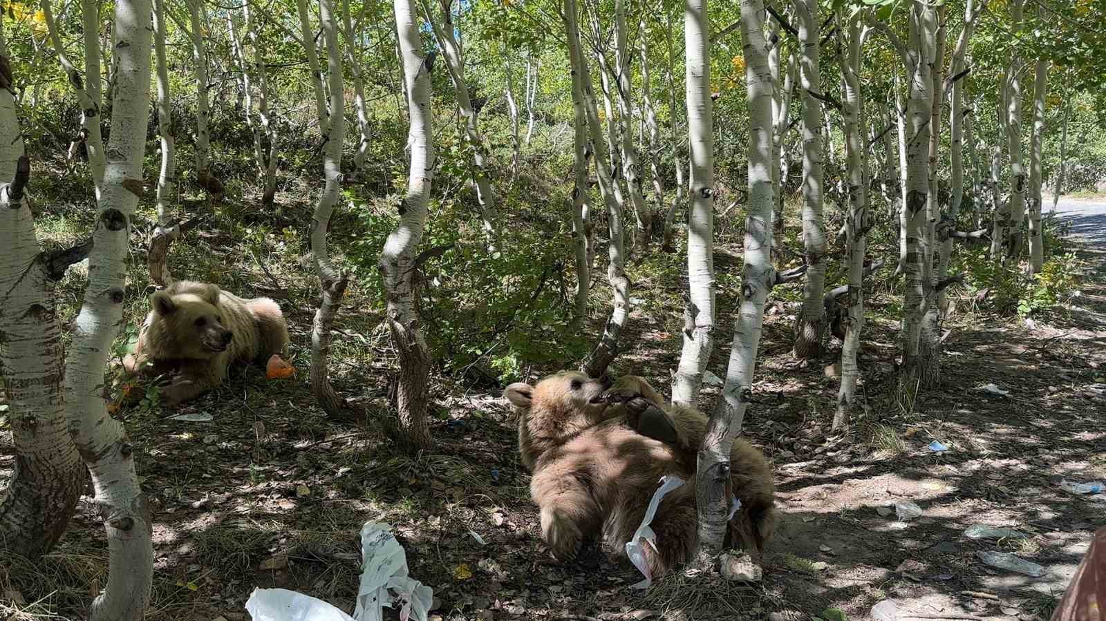 Bitlis'te ayılar vatandaşlar tarafından ilgi görüyor