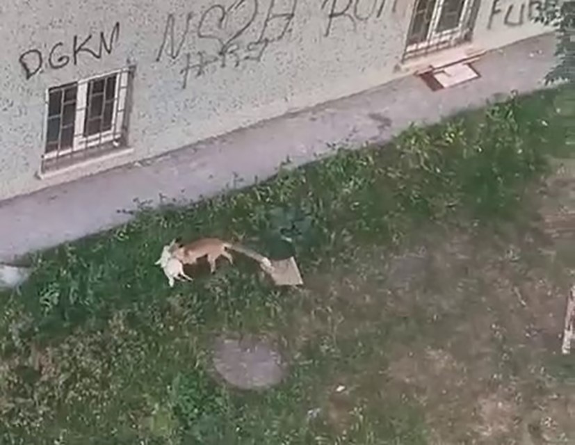 Erzurum'da tilki kümesten tavuk çaldı