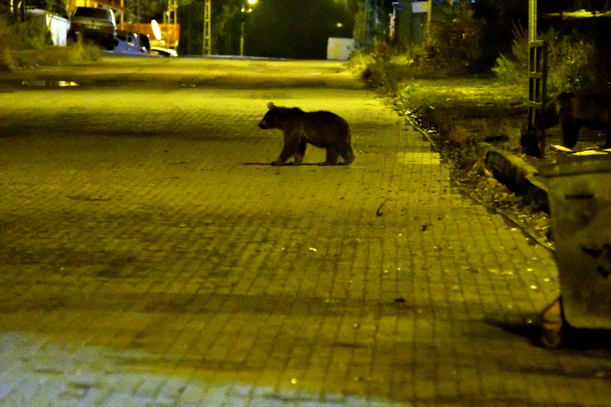 Kars'ta bozayılar evlerin bahçesine giriyor