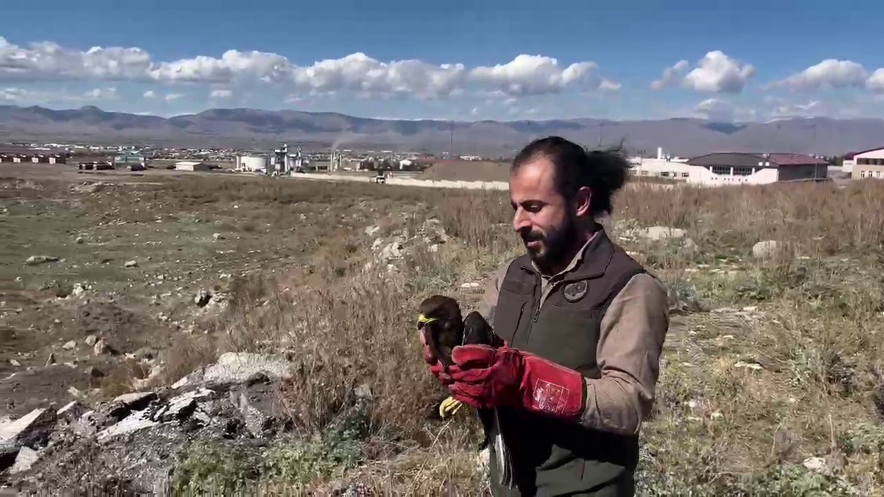 Erzurum'da bitkin düşen arı şahini özgürlüğüne kavuştu