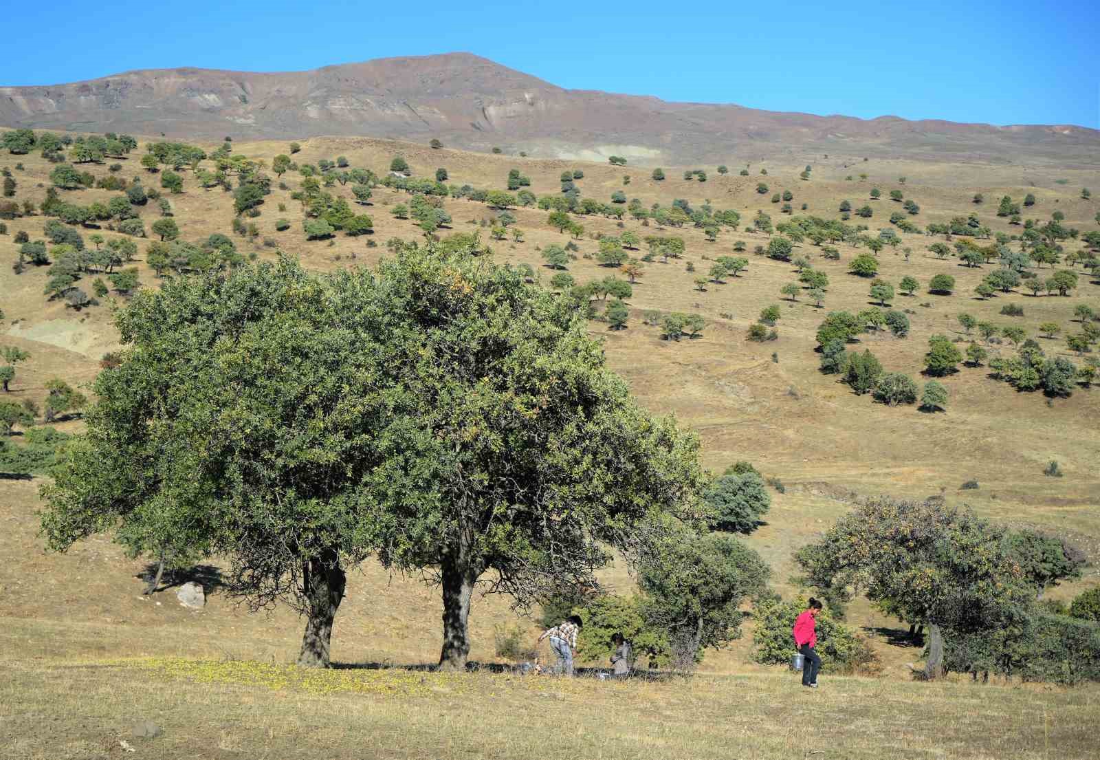 Muş'ta 110 bin Ahlat ağacında asırlardır süregelen armut hasadı