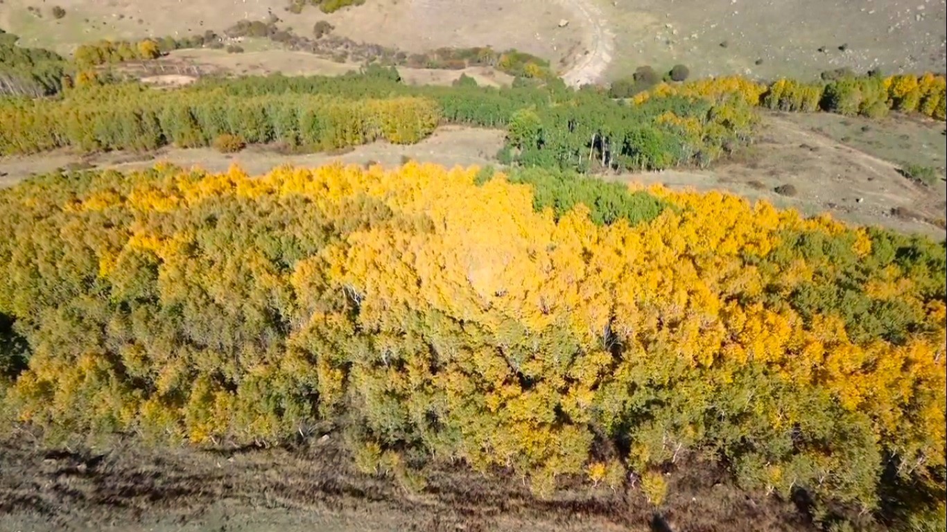 Kars'ın ormanları rengarenk