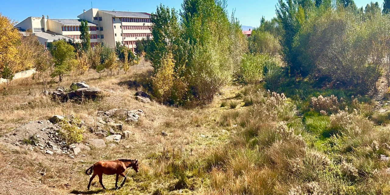 Şehrin tam ortasında gezinen at ilgi odağı oldu