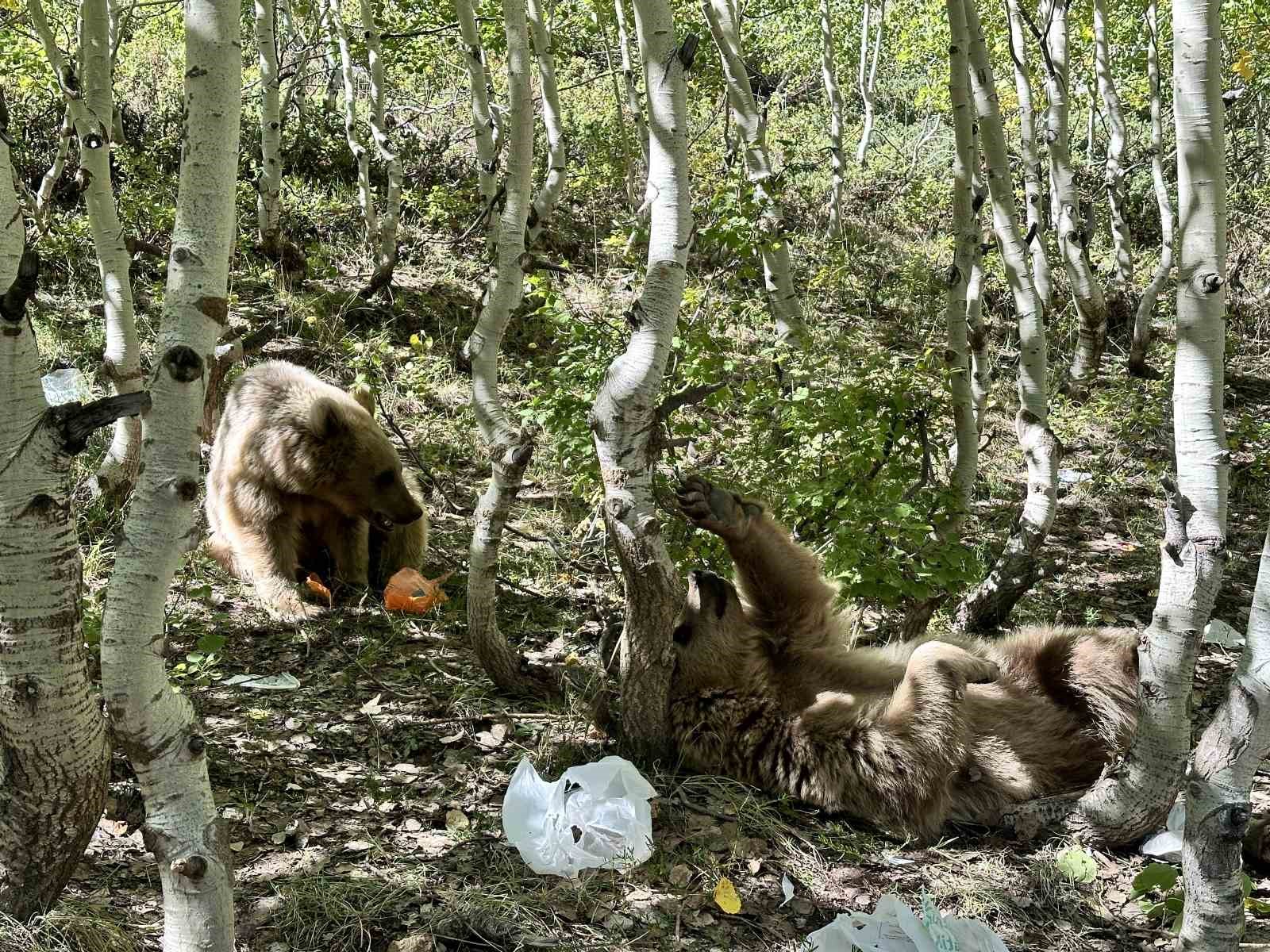 Bitlis'in ekosistemi tehlike altında