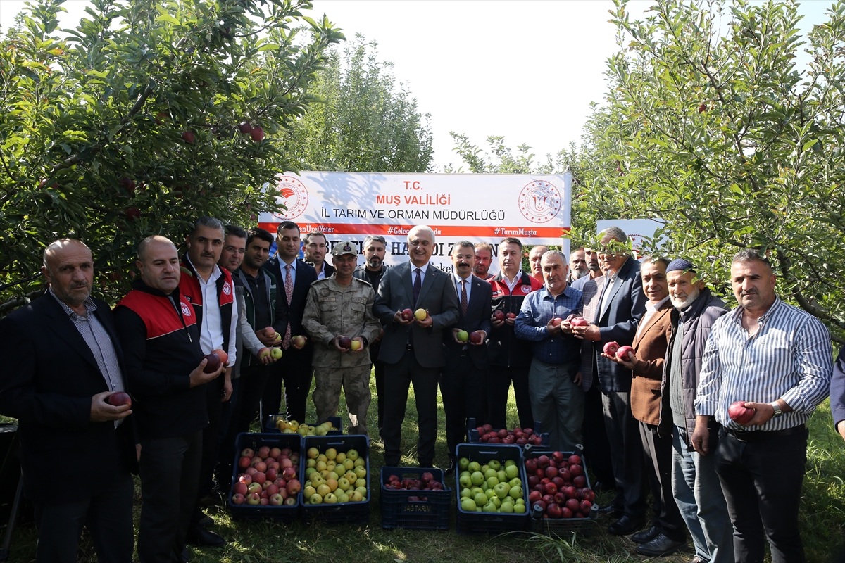 Muş'ta elma hasadı başladı: 25 milyon lira gelir bekleniyor