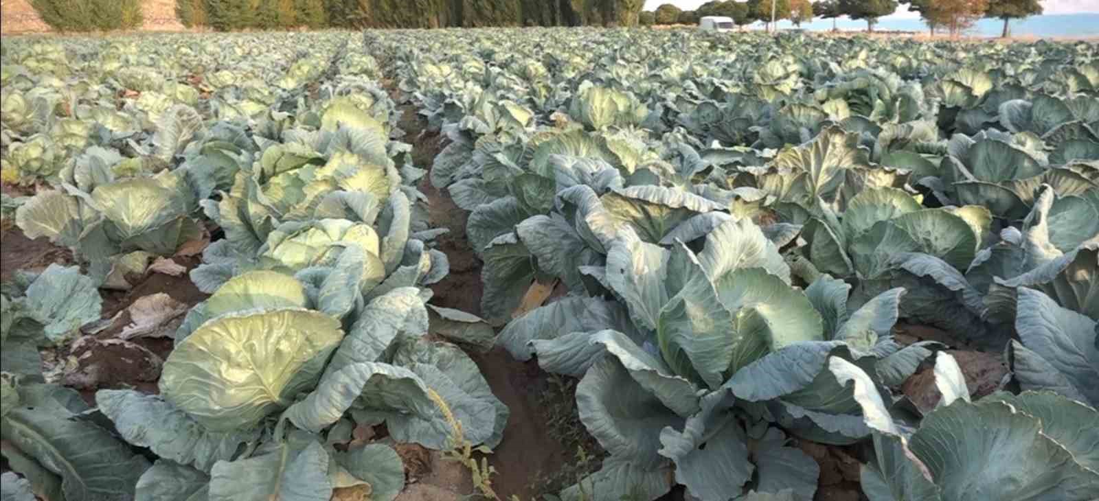 Van'da lahana hasadı başladı