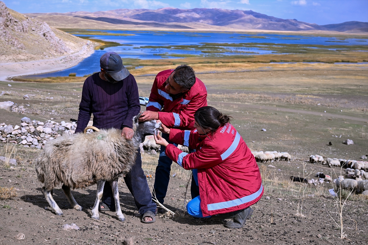 Van'da yaylalardan dönen sürülere sağlık taraması yapılıyor