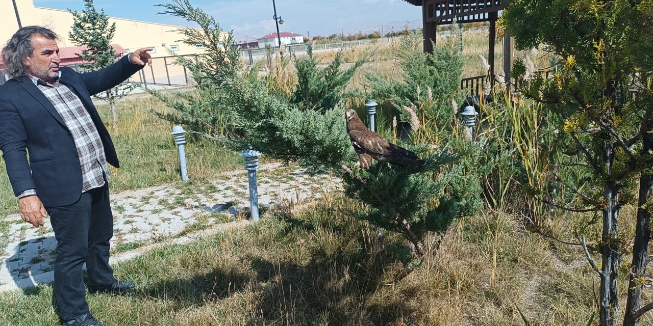 Ağrı Dağı'nda görülen Dağ Keçilerinin ardından uzmanlardan uyarı geldi