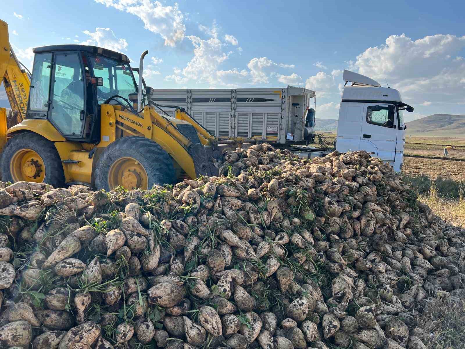 Kars'ın en sıcak ilçesi Akyaka’da pancar hasadı başladı