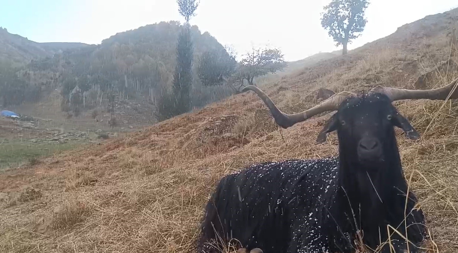 Muş’ta otlanan hayvanlar kara yakalandı