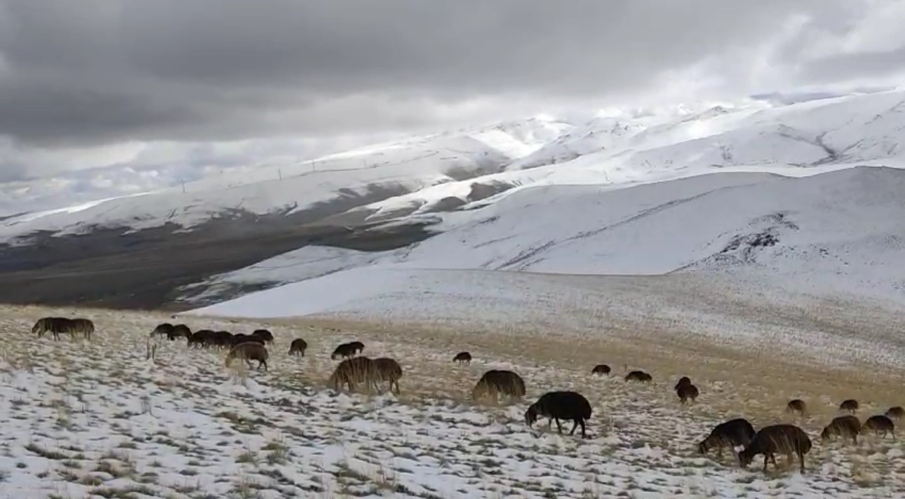 Ağrı’da çobanlar kar yağışına hazırlıksız yakalandı