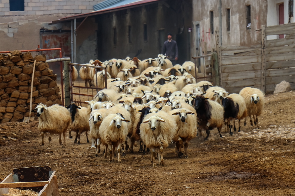 Van depreminden etkilenen besicilerin zararları karşılandı