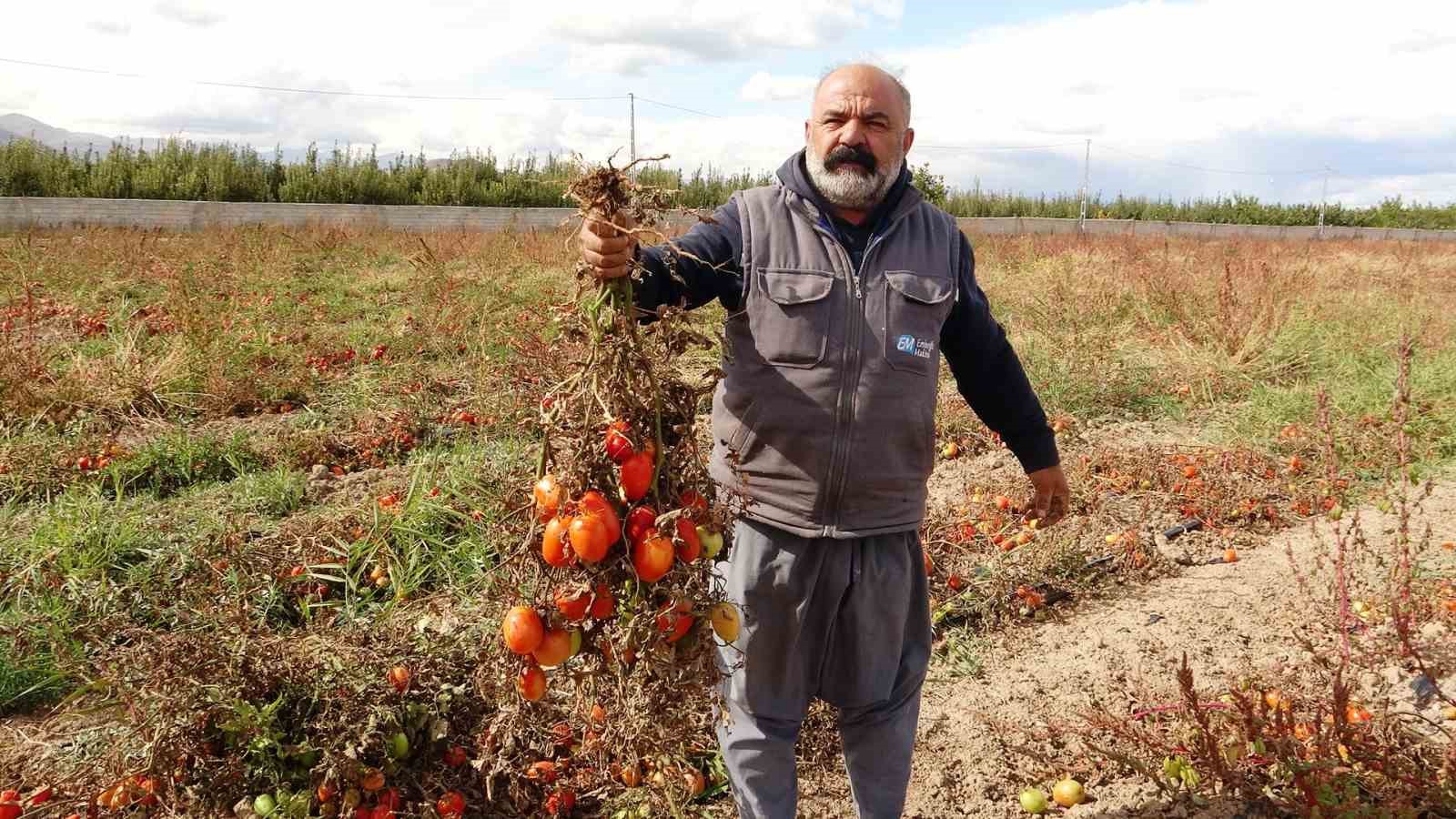 Van'da tarlaları soğuk hava vurdu: Tonlarca sebze dondu