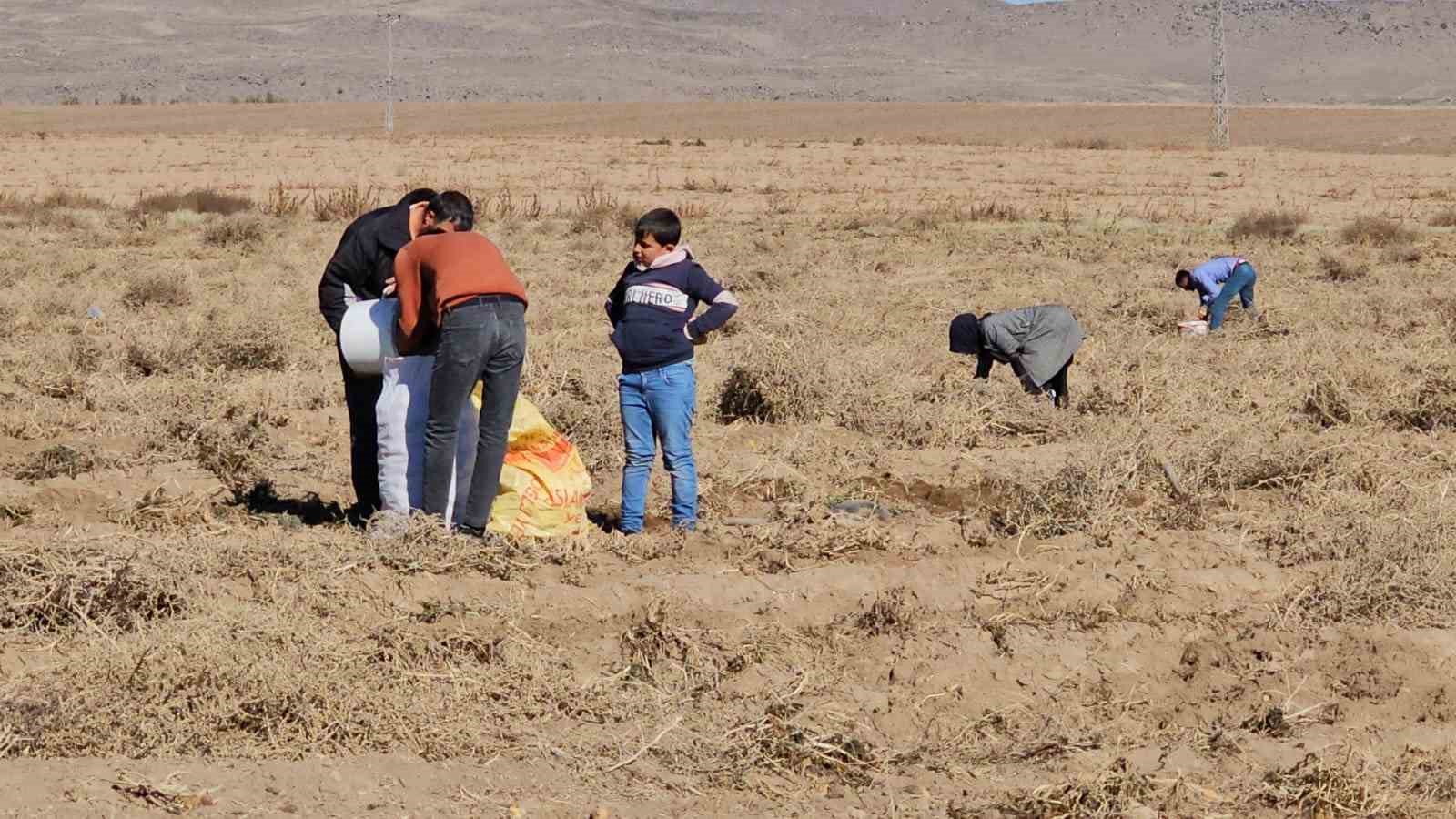 Bitlis'te bir çiftçi patatesleri bedava dağıttı