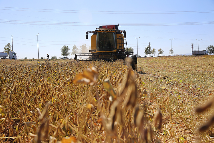 Diyarbakır'da soya ekim alanı bir yılda 9 binden 33 bin dekara yükseldi