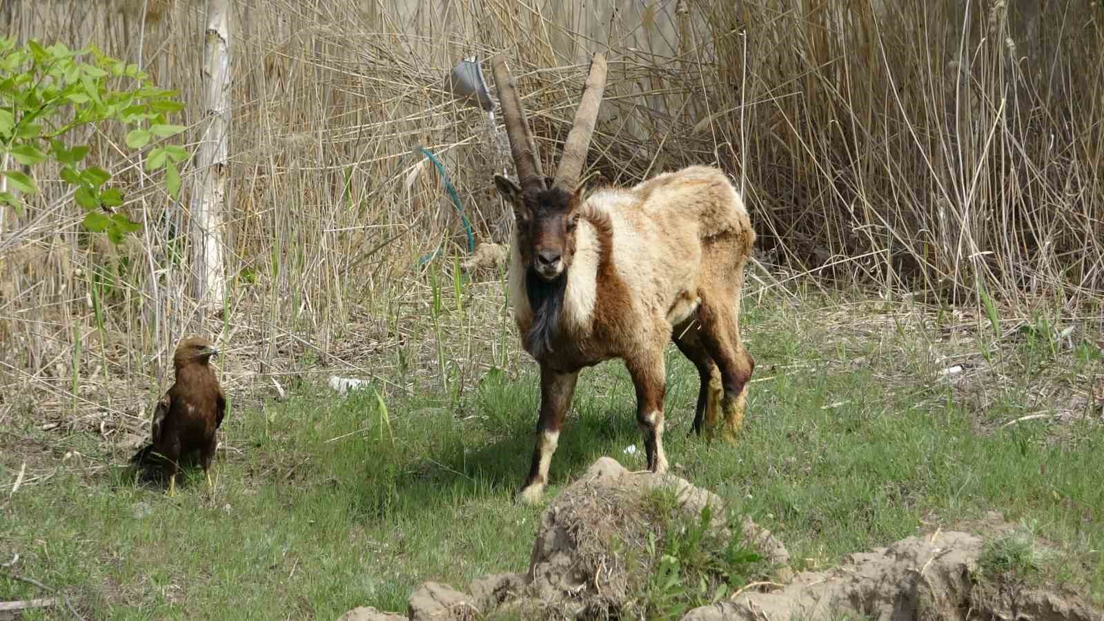 Van’da 400 yaban hayvanı tedavi edildi